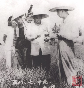 刘少奇携夫人王光美视察沧镇刘表庄的水稻种植情况